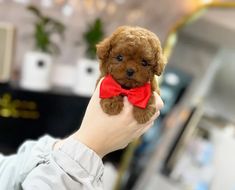 a person holding a teddy bear with a red bow tie around it's neck