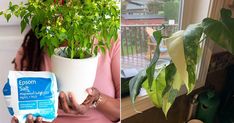 a woman holding a potted plant next to a window with a bag of toilet paper