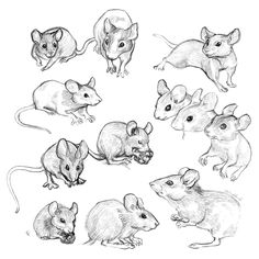 various mouses are shown in this black and white drawing, which includes one rat