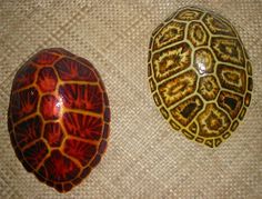 two turtle shells sitting next to each other