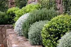 some very pretty bushes and rocks by the water's edge in front of a stone wall