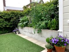 some plants are in pots on the side of a building and grass is growing next to them