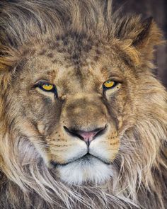 a close up of a lion's face with yellow eyes