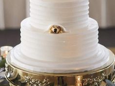 a wedding cake with a dog peeking out of the top layer and gold trimmings