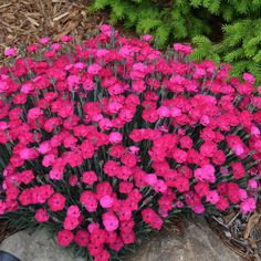 pink flowers growing out of the ground next to green plants