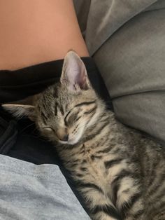 a cat sleeping on someone's lap with its head tucked under the arm of another person