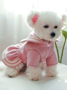 a small white dog wearing a pink coat on top of a table next to a flower