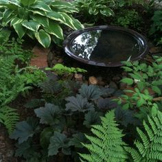 there is a small pond in the middle of some plants and rocks with trees around it