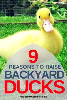 a yellow duck with the words 9 reasons to raise backyard ducks in front of it