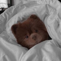 a small brown dog peeking out from under a white blanket on top of a bed