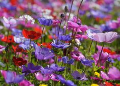 a field full of colorful flowers with lots of purple and red flowers in the middle