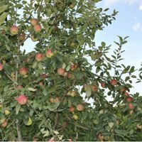 an apple tree filled with lots of ripe apples