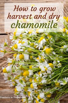 white and yellow flowers with the words how to grow harvest and dry chamomile