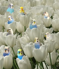 several little birds sitting in the middle of white tulips with blue beaks