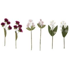 five different types of flowers are shown in the same row, one is red and white