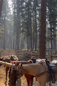 two horses are tied up in the woods with saddles on their heads and bridles