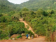 several people walking down a dirt road in the middle of some trees and bushes on both sides