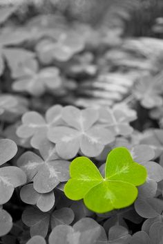 a green leafed plant is in the middle of some water lilies, with black and white background