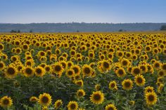 a large field of sunflowers with trees in the background