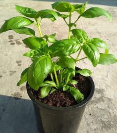 a potted plant with green leaves on the ground