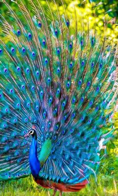 a peacock with its feathers spread out in the grass, displaying it's colorful plumage