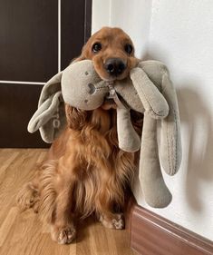 a dog is holding a stuffed animal in its mouth