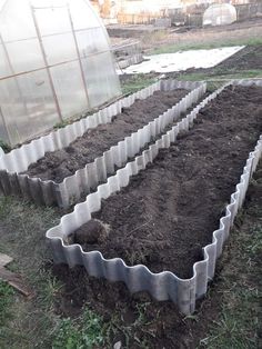 several rows of plants growing in the dirt