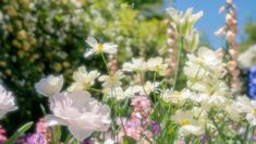 white and pink flowers are in the foreground, with blue sky in the background