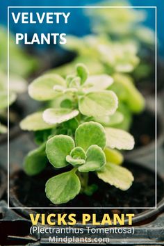 several small plants in pots with the words, velvety plants vicks plant pictures