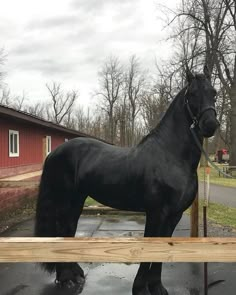 a large black horse standing on top of a wooden fence next to a red building