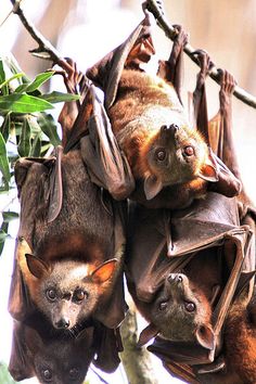 two bats hanging upside down in a tree