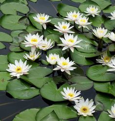 white water lilies floating on top of green leaves