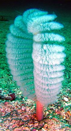 an underwater view of a sea urchin on the ocean floor with green algae and red corals