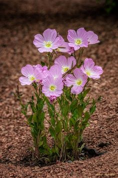 small pink flowers growing out of the ground