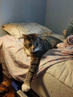 a cat laying on top of a bed next to pillows