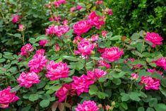 pink flowers are blooming in the garden