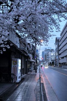 a person is walking down the street with cherry blossoms on trees and buildings in the background