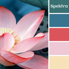 there is a pink lotus flower in the center of this color swatches set up