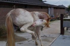 a white and brown horse standing on top of a sidewalk next to a brick building