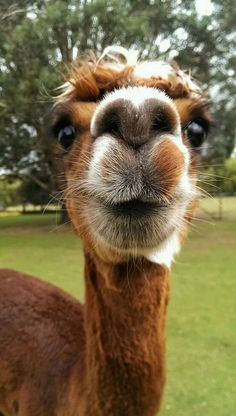 an alpaca looking at the camera with trees in the background