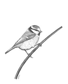 a drawing of a bird sitting on a branch