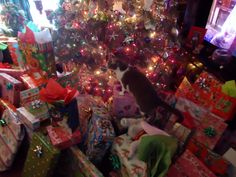 a cat sitting on top of presents under a christmas tree next to a pile of wrapped gifts