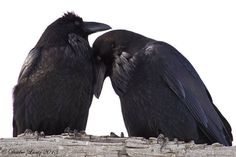 two black birds sitting on top of each other