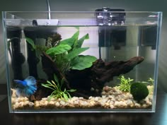 an aquarium with plants and rocks in it