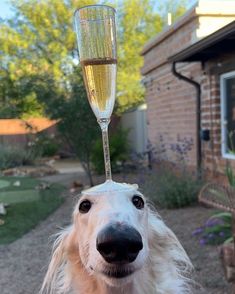 a dog with a wine glass on its head in front of it's face