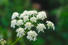 the white flowers are blooming in the field