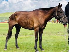 a man standing next to a brown horse on top of a green grass covered field