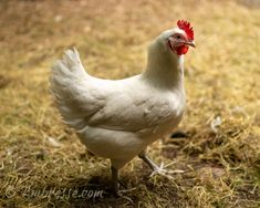 a white chicken with a red comb stands in the grass