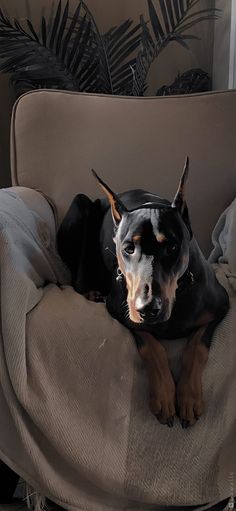 a black and brown dog laying on top of a couch next to a plant in a living room