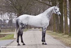 a white and black horse standing on the side of a road next to some trees